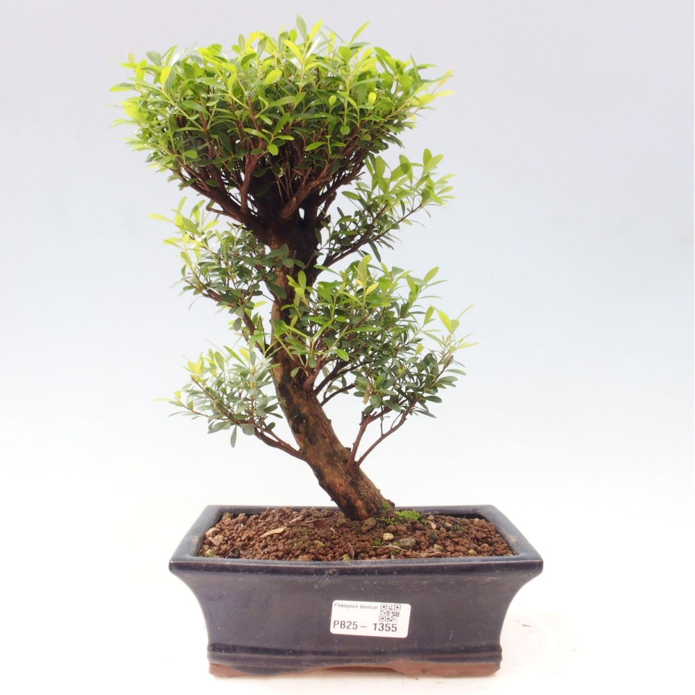 Room bonsai - Syzygium - Pimentovník