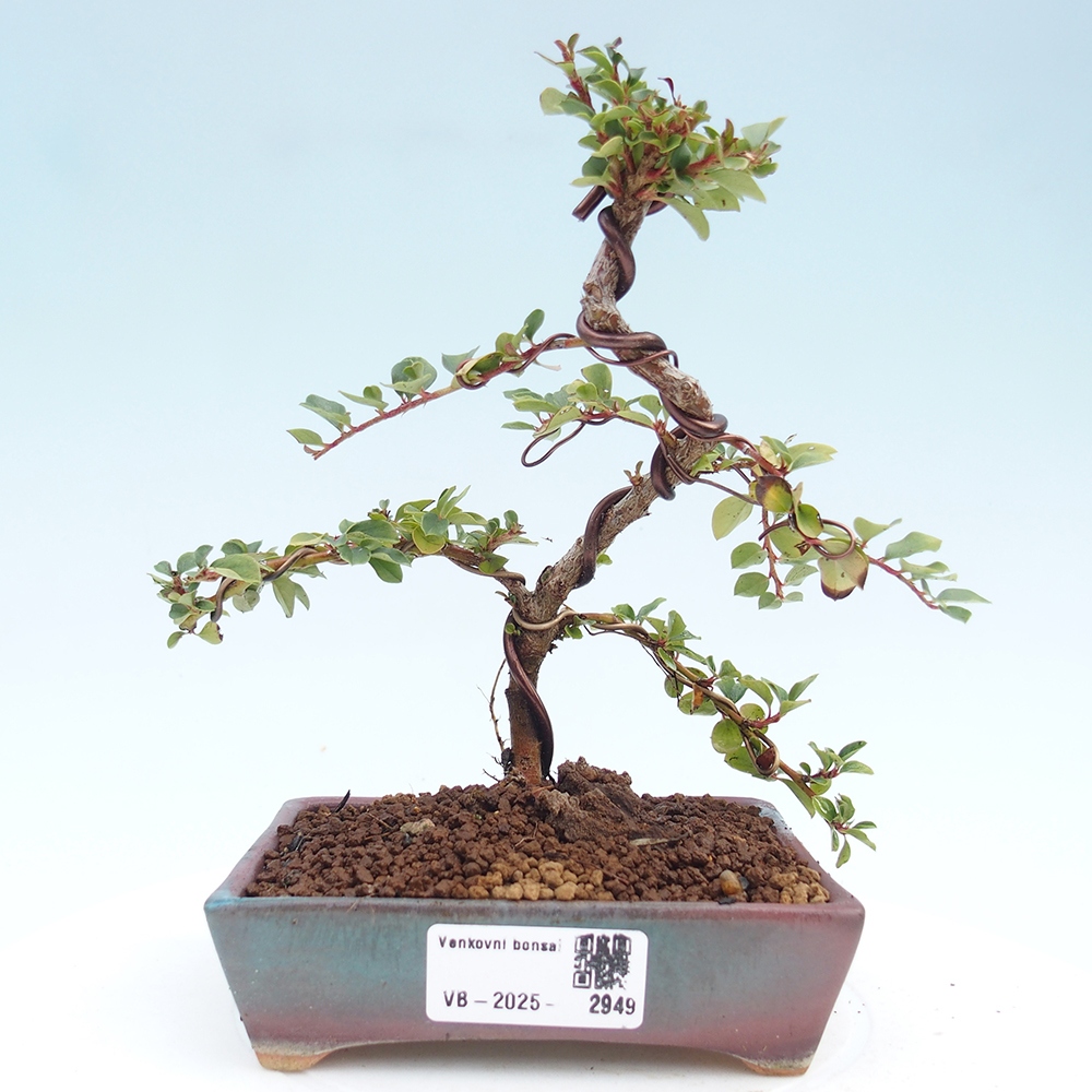 Outdoor bonsai - Cotoneaster horizontalis - Rock tree