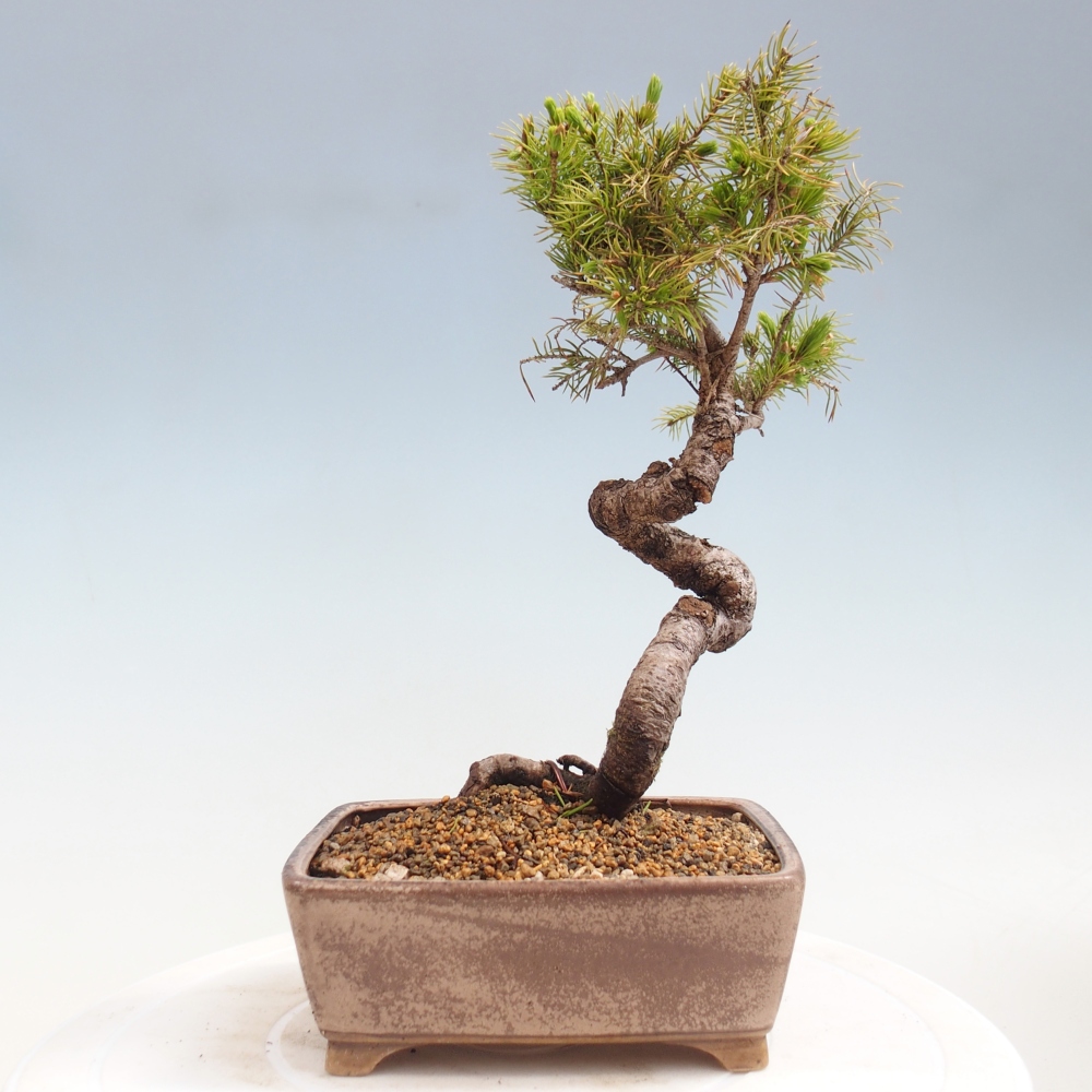 Outdoor bonsai - Spruce - Picea glauca globe