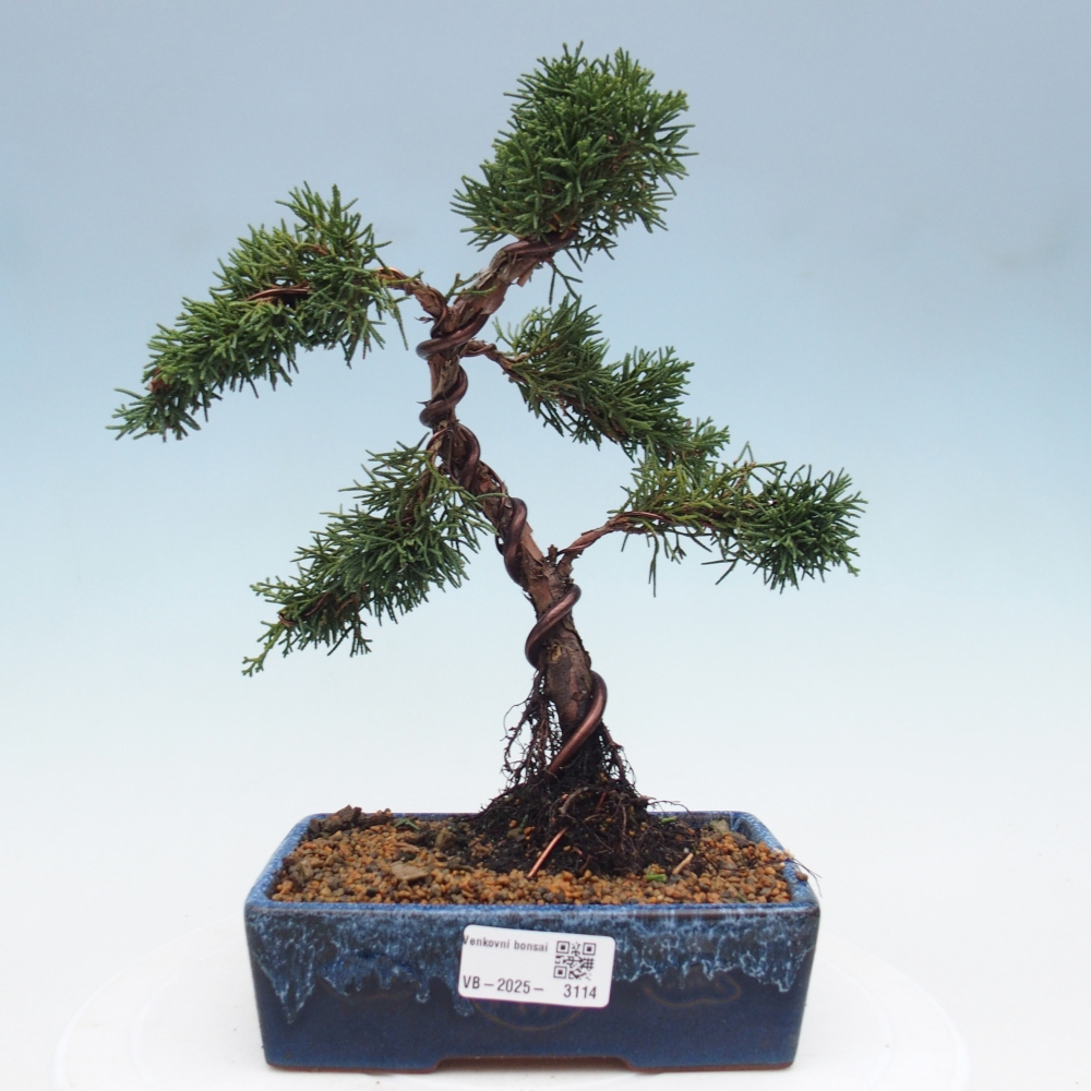 Outdoor bonsai - Juniperus chinensis Kishu - Chinese Juniper