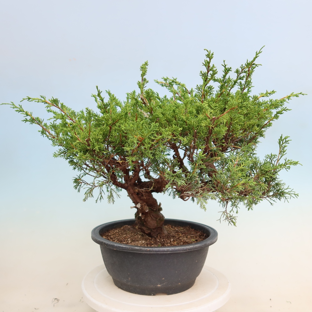 Outdoor Bonsai - Juniperus chinensis Itoigawa - Chinese Juniper