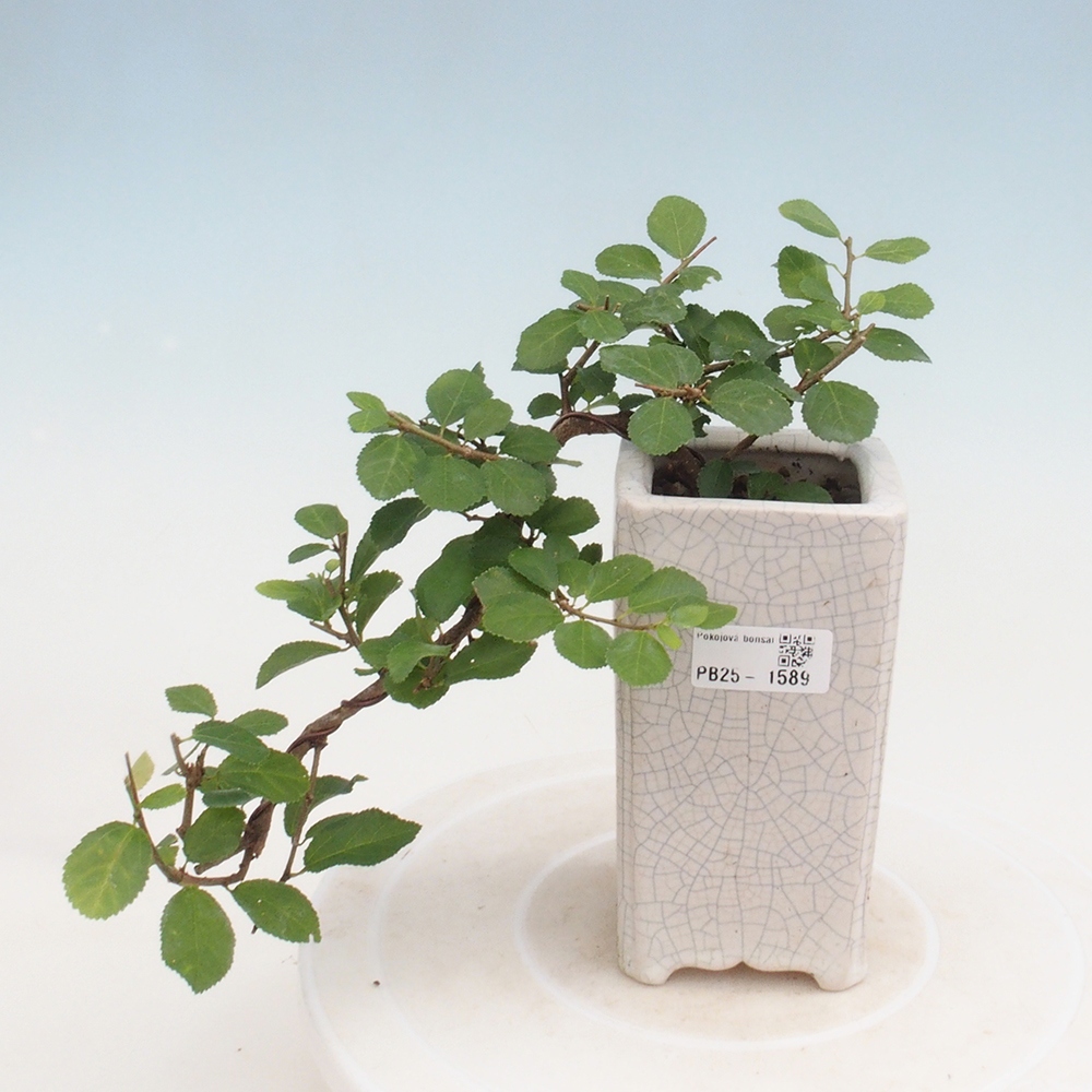 Indoor bonsai - Grewia occidentalis - Lavender star
