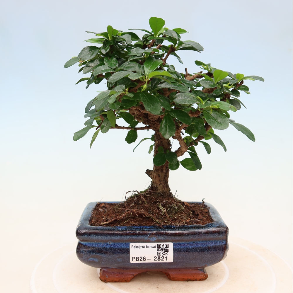 Room bonsai - Carmona macrophylla - Tea fuki