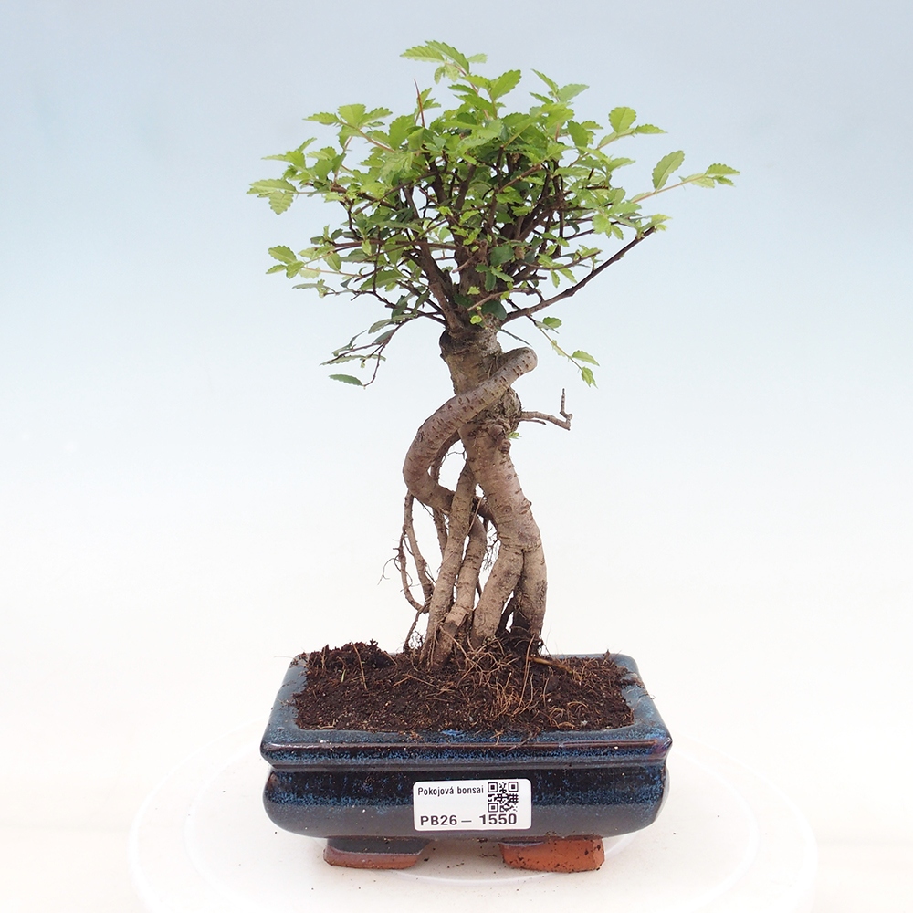 Room bonsai - Ulmus parvifolia - Small-leaved elm