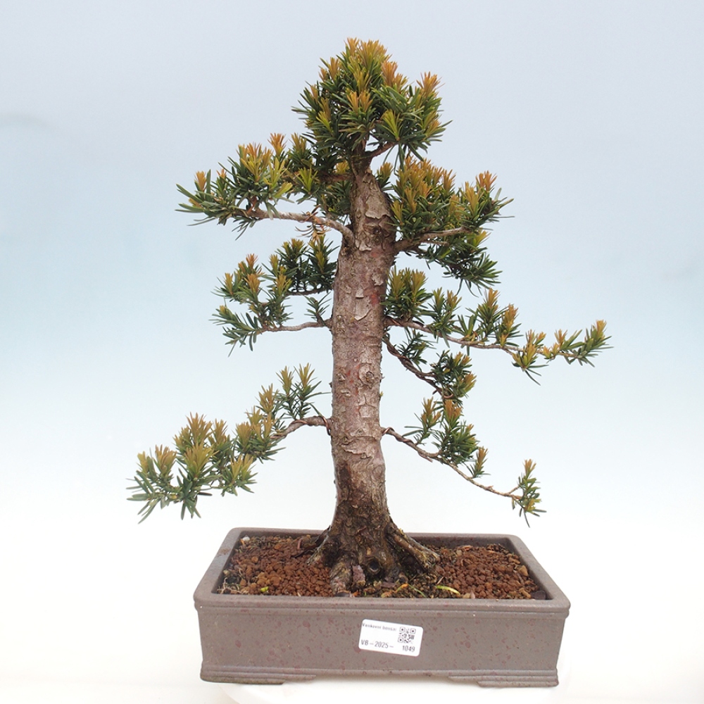 Outdoor bonsai - Taxus cuspidata - Japanese yew