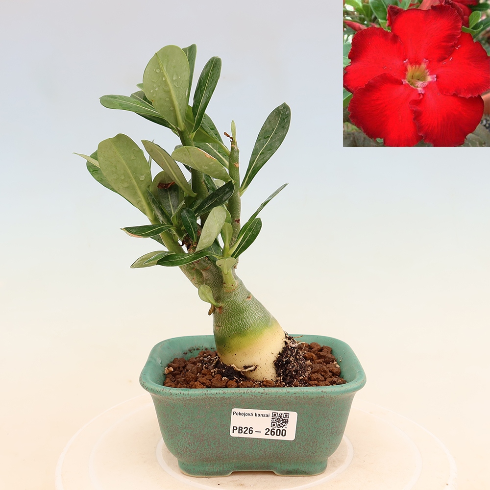 Indoor Bonsai - Adenium obesum Red Star - Desert Rose