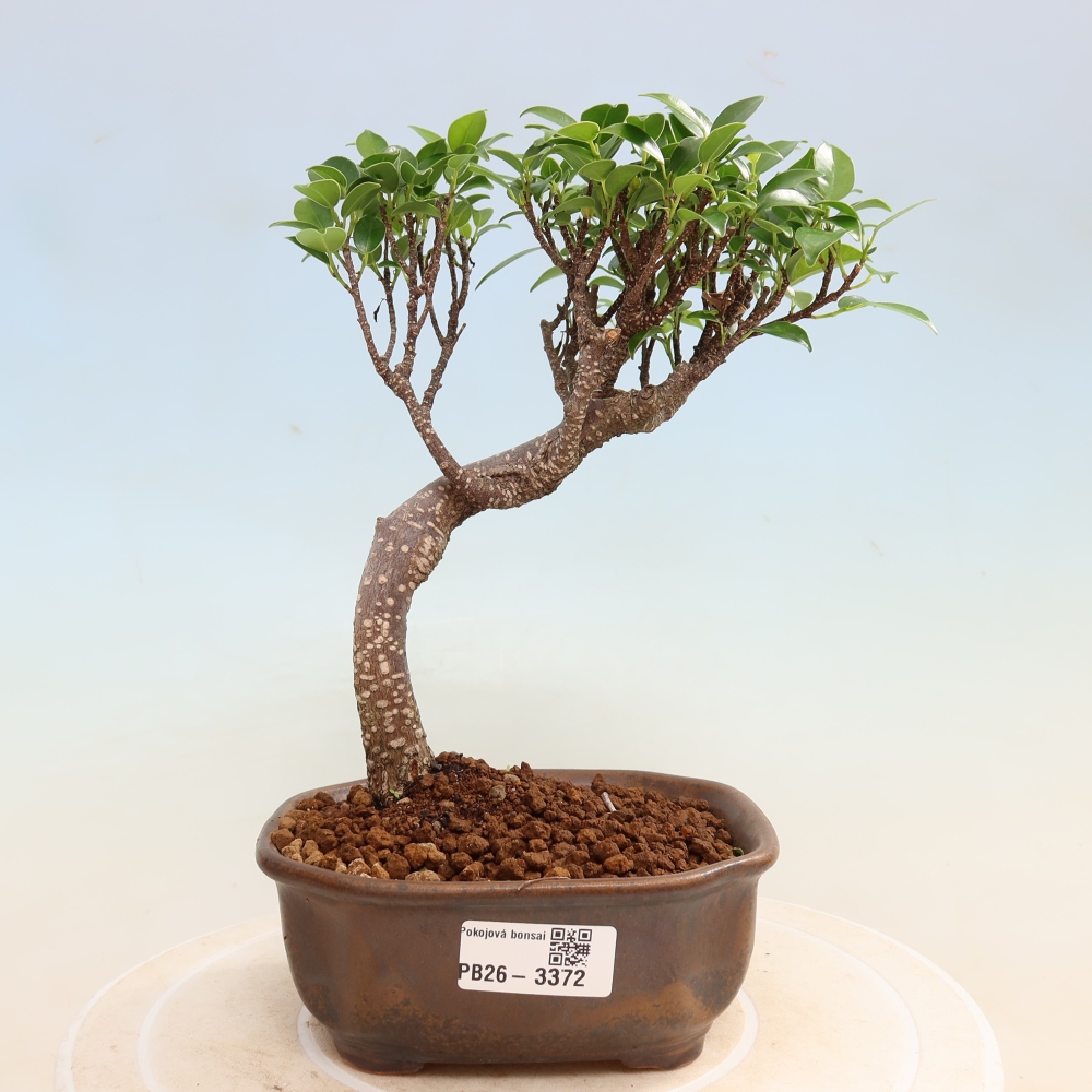 Room bonsai - Ficus kimmen - small-leaved ficus