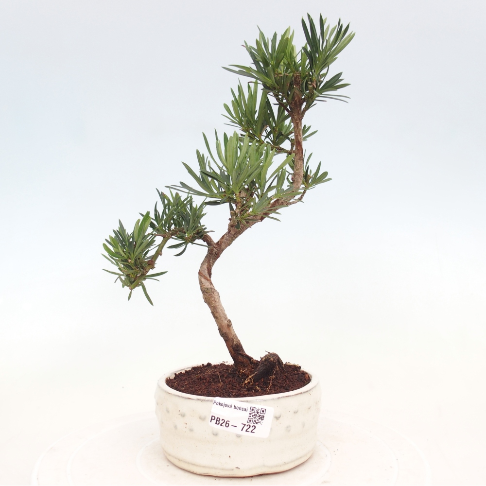 Room bonsai - Podocarpus - Stone Yew