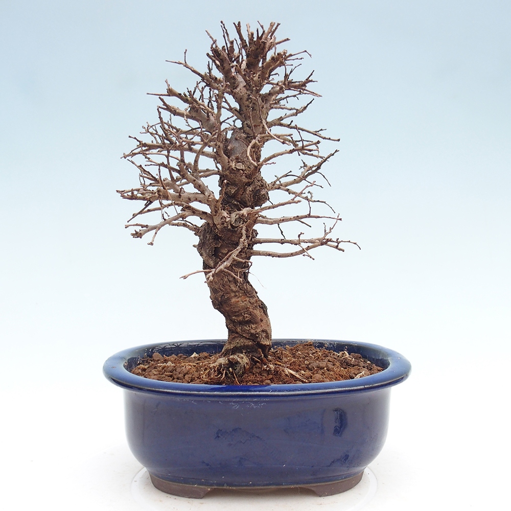 Outdoor bonsai - Zelkova - Zelkova NIRE