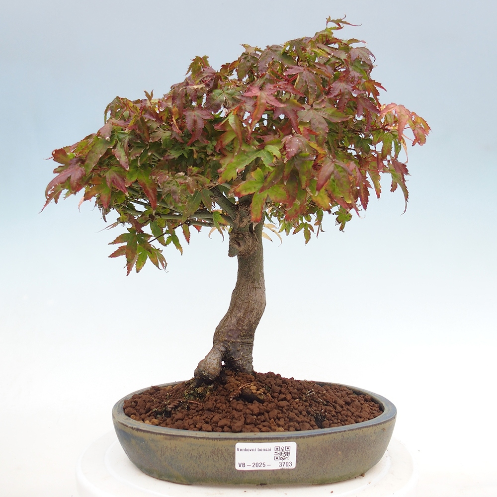 Acer palmatum KIOHIME - Palmetto maple