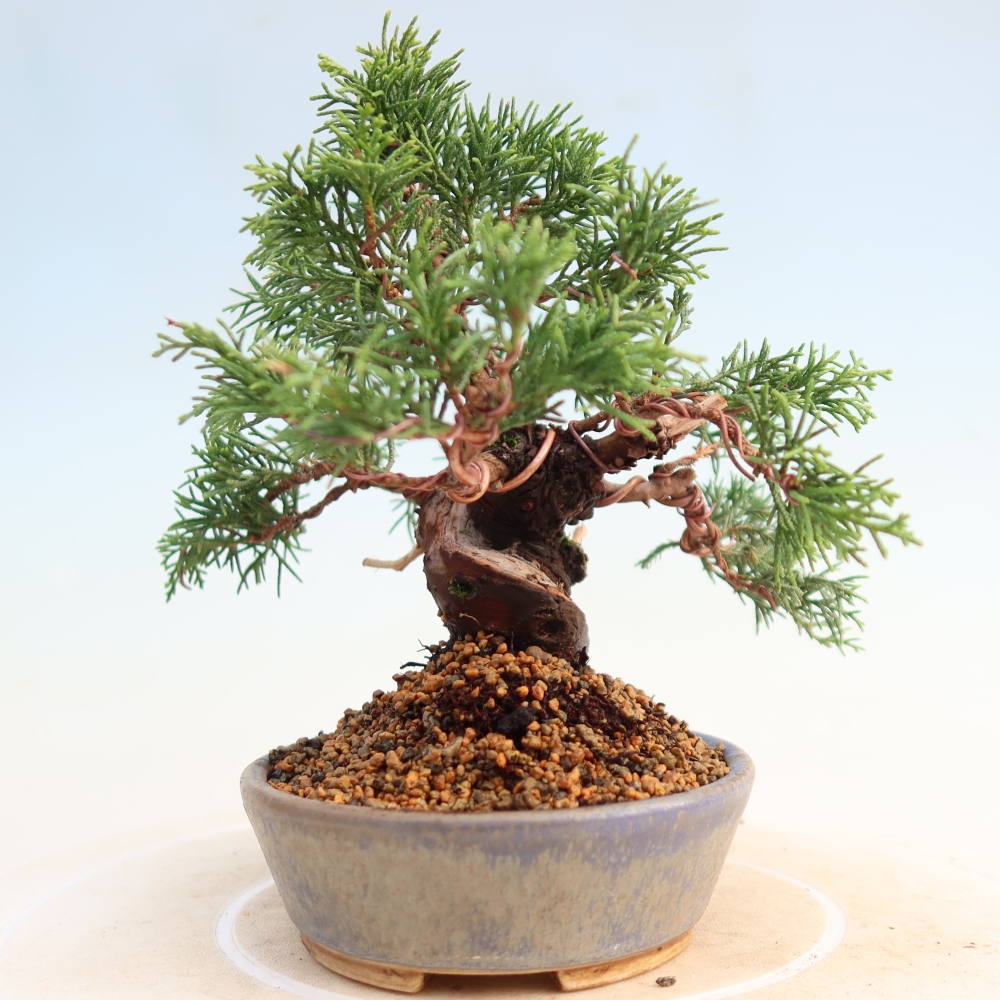 Outdoor bonsai - Juniperus chinensis Itoigawa - Chinese juniper
