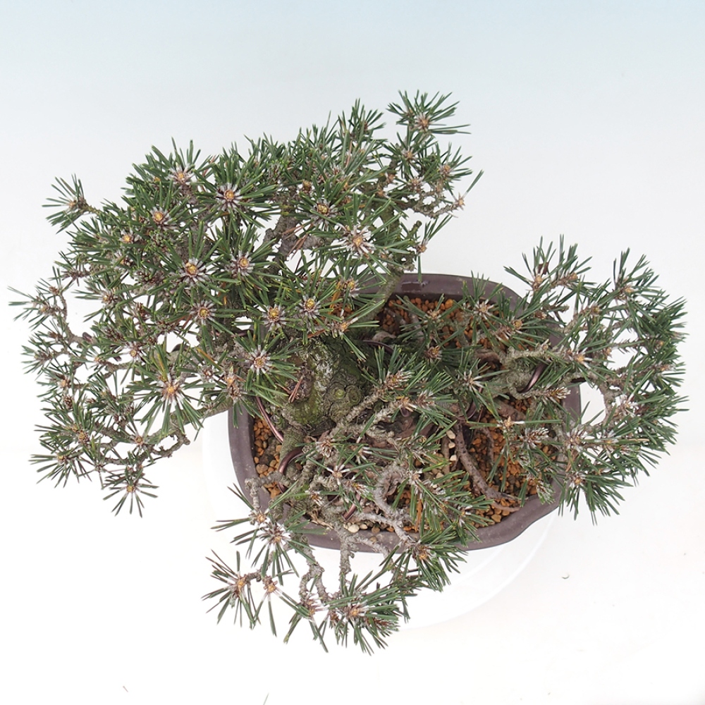 Outdoor bonsai - Pinus thunbergii Kotobuki - Thunberg pine
