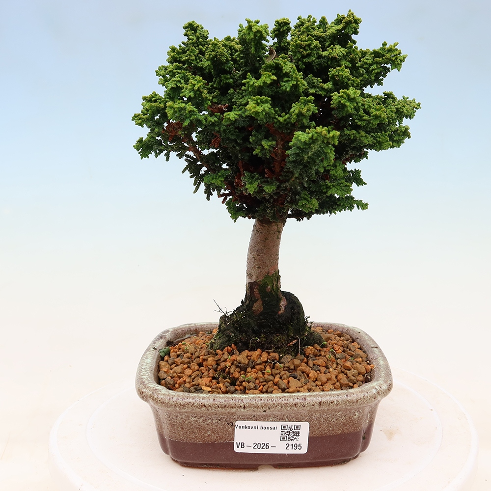 Outdoor bonsai - Cham. obtusa SEKKA HINOKI - Cypress