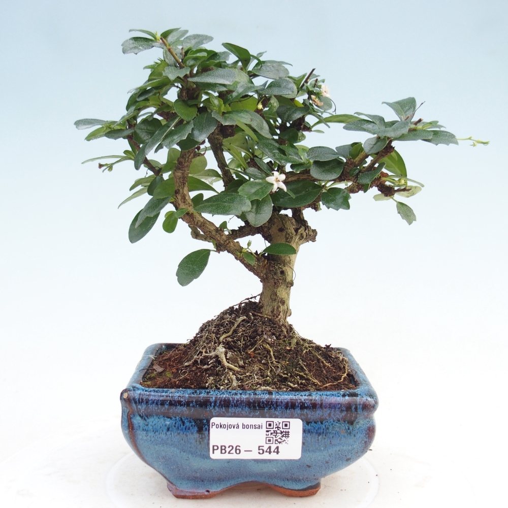 Room bonsai - Carmona macrophylla - Tea fuki