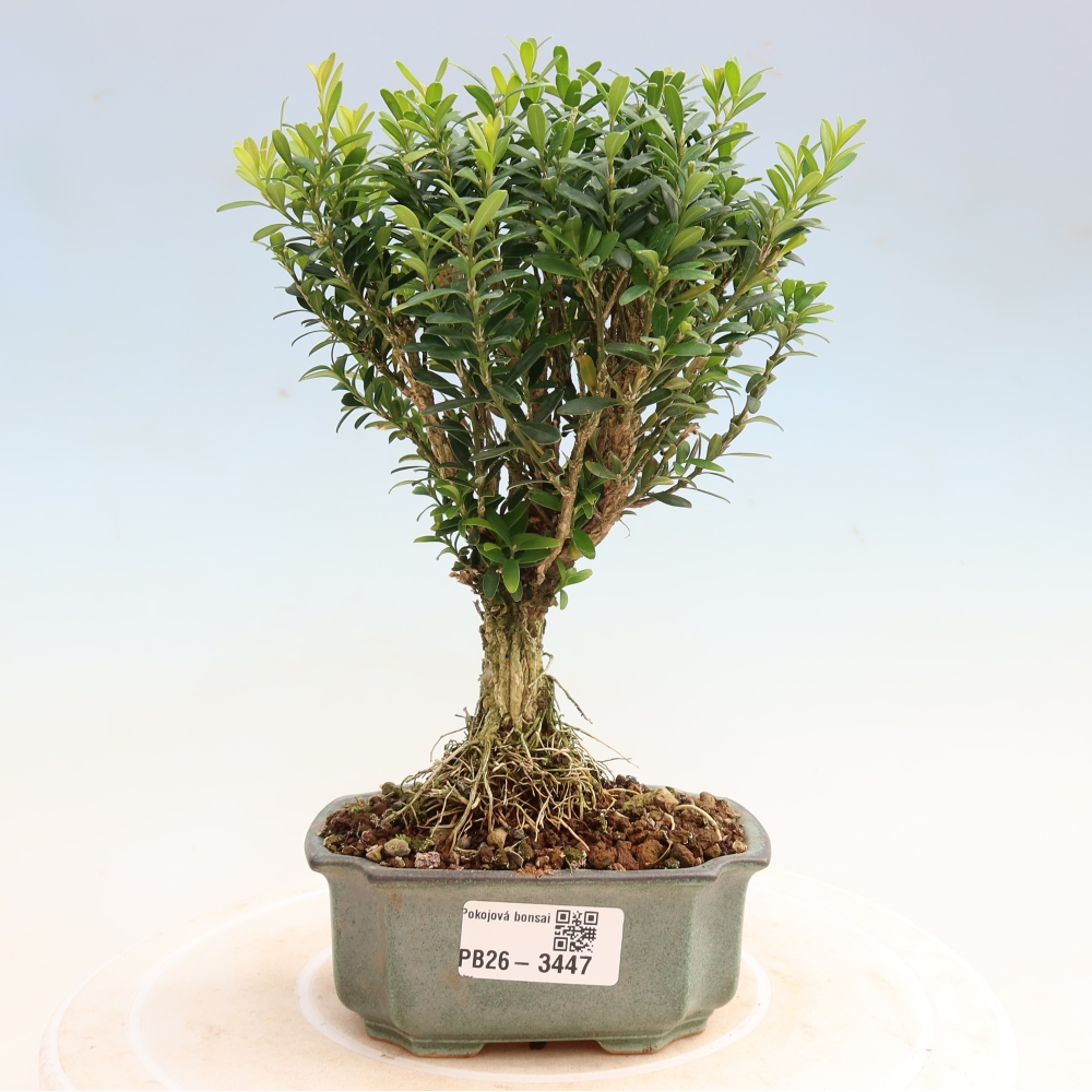 Room bonsai - Buxus harlandii - cork buxus