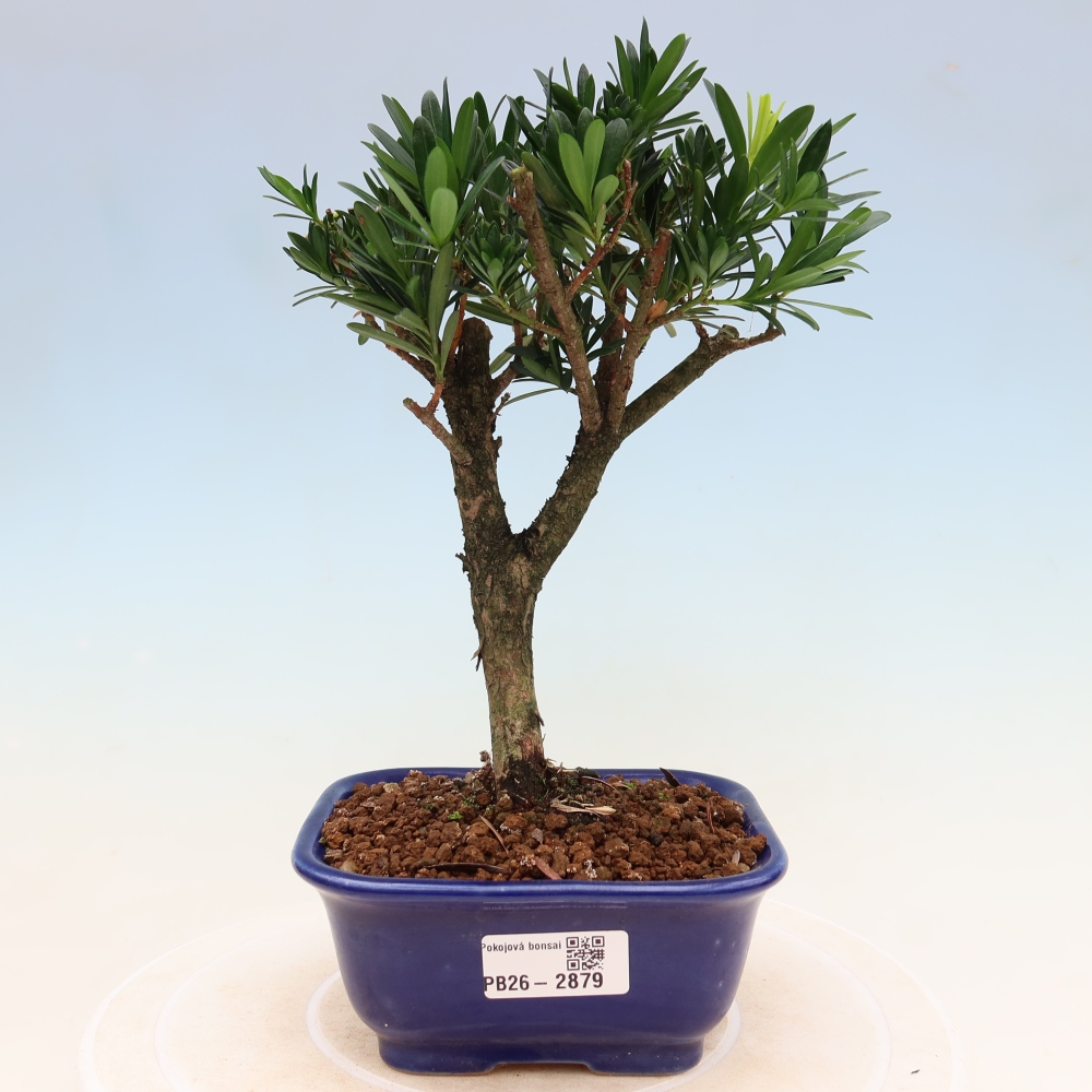 Room bonsai - Podocarpus - Stone Yew