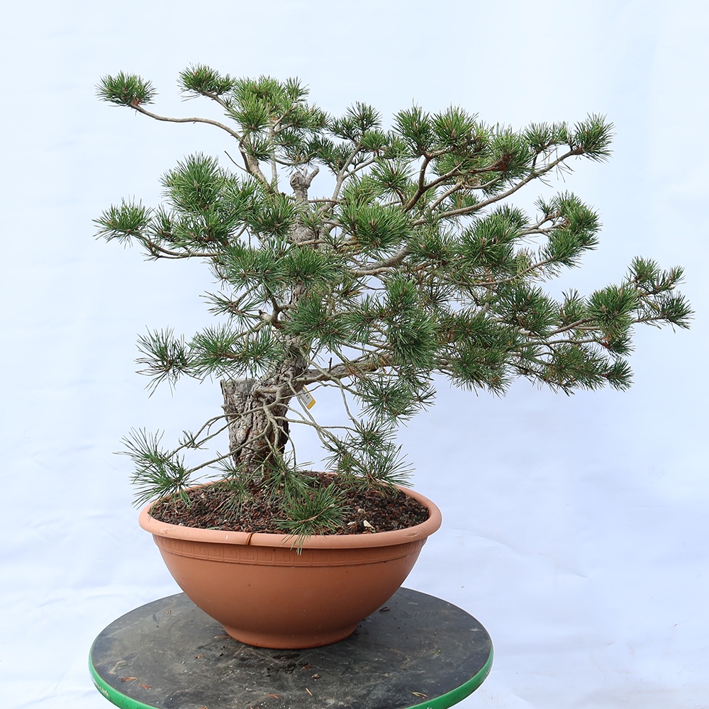 Pinus sylvestris Spain - Scots pine