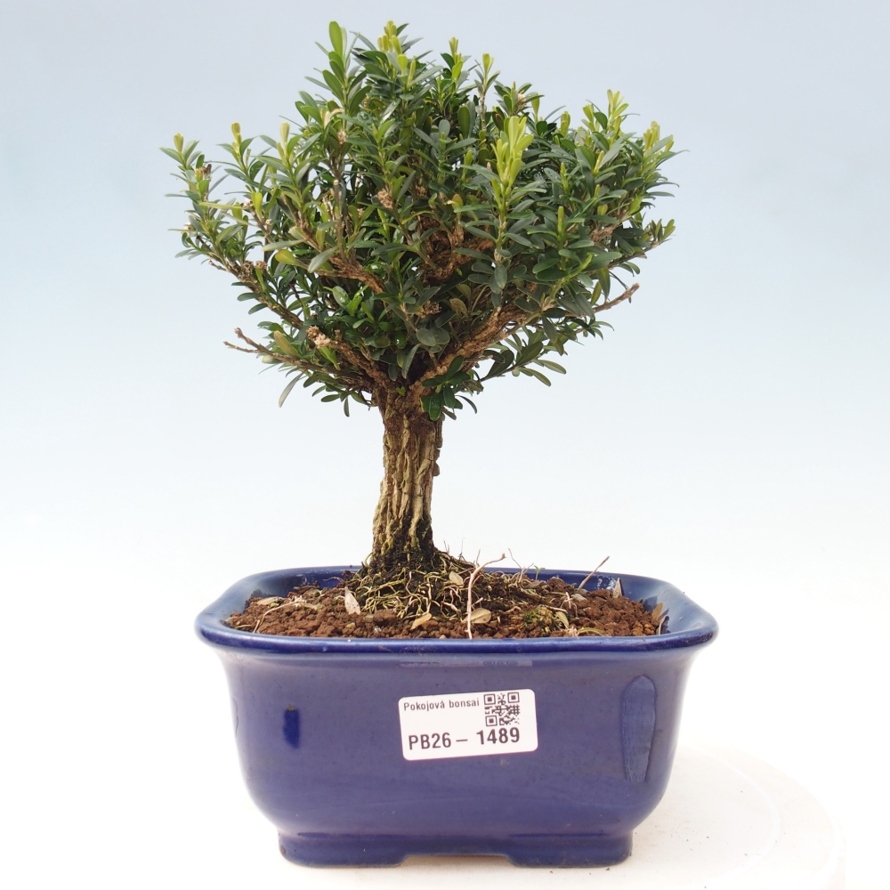 Room bonsai - Buxus harlandii - cork buxus