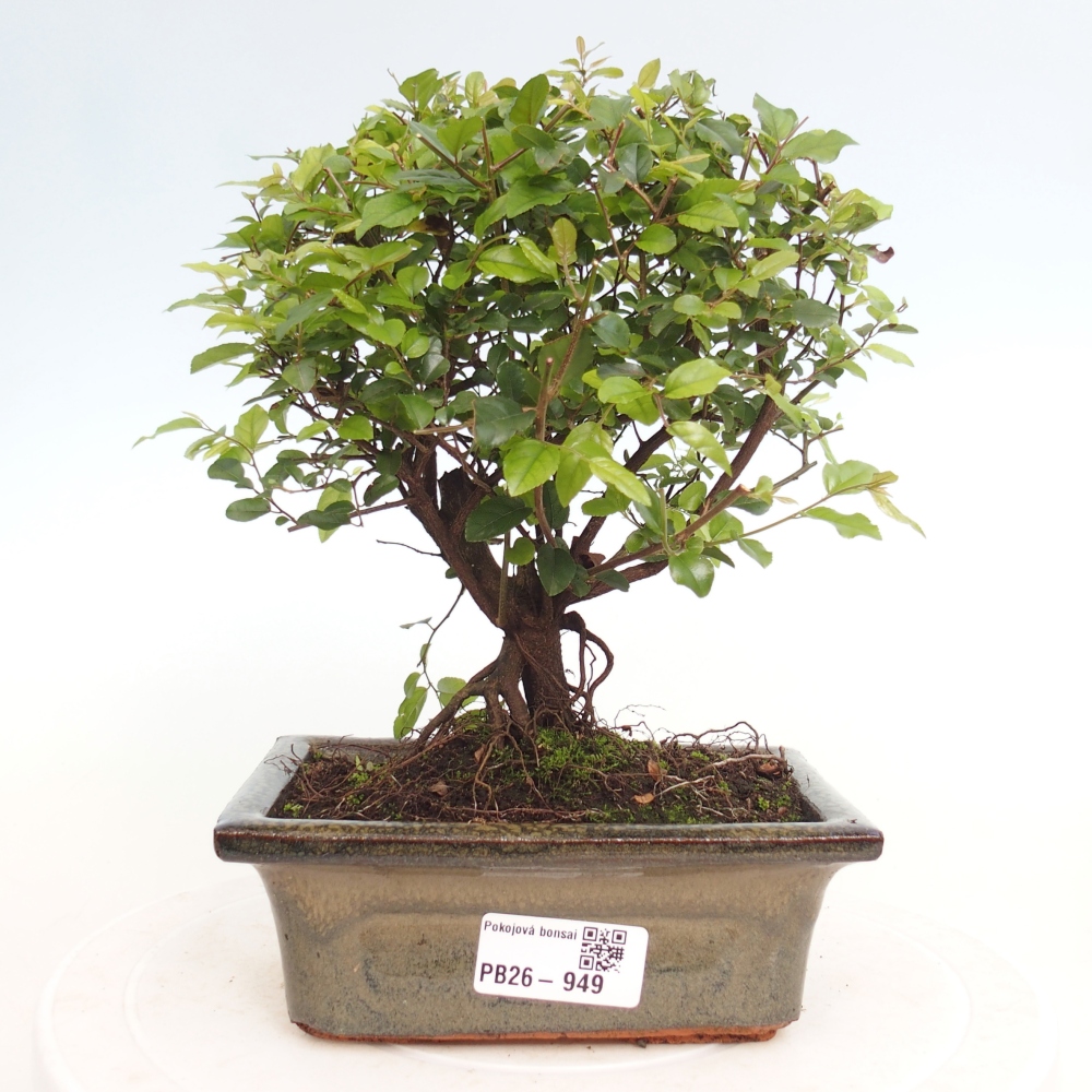 Room bonsai - Sageretia thea - Sageretia thea