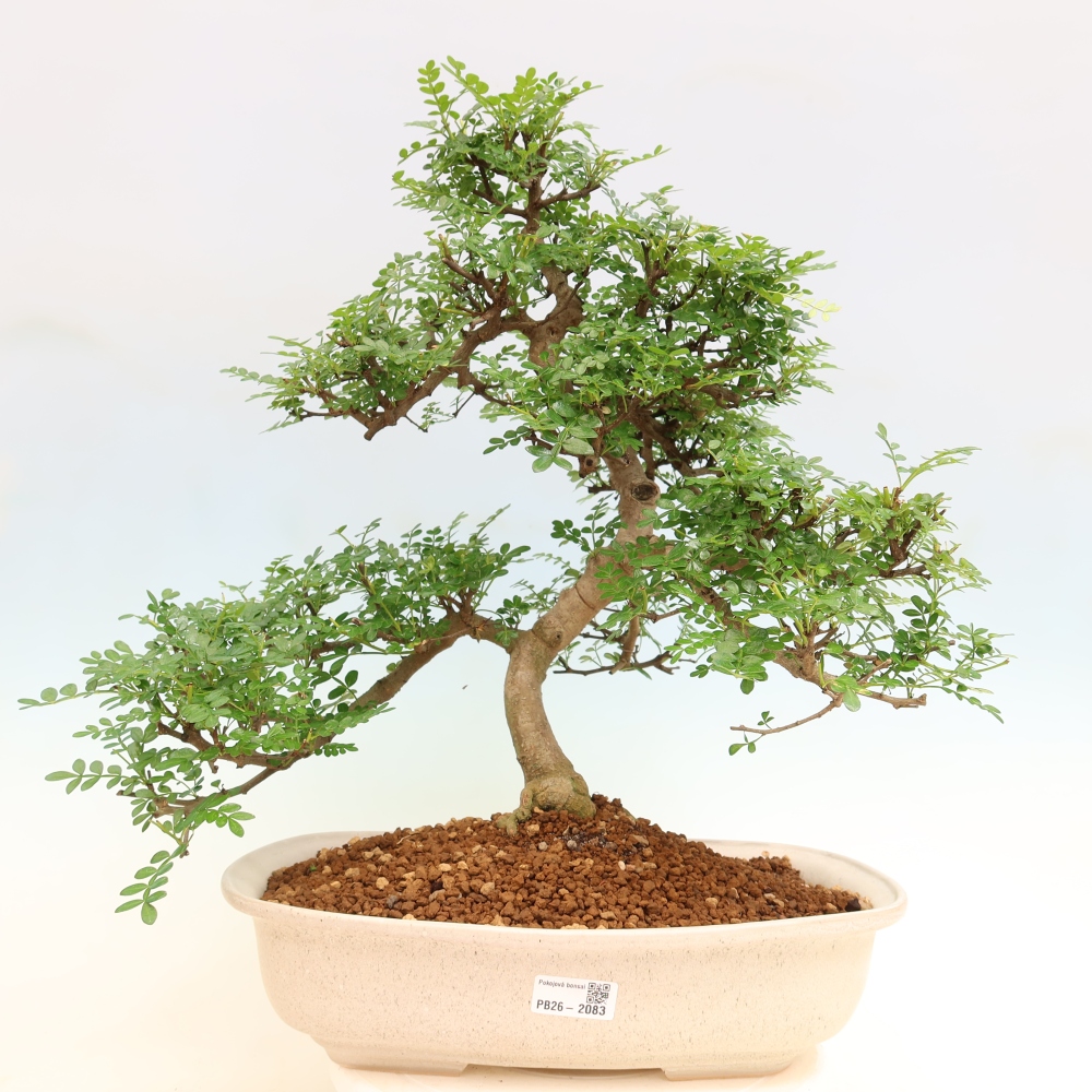Room bonsai - Zantoxylum piperitum - pepper tree