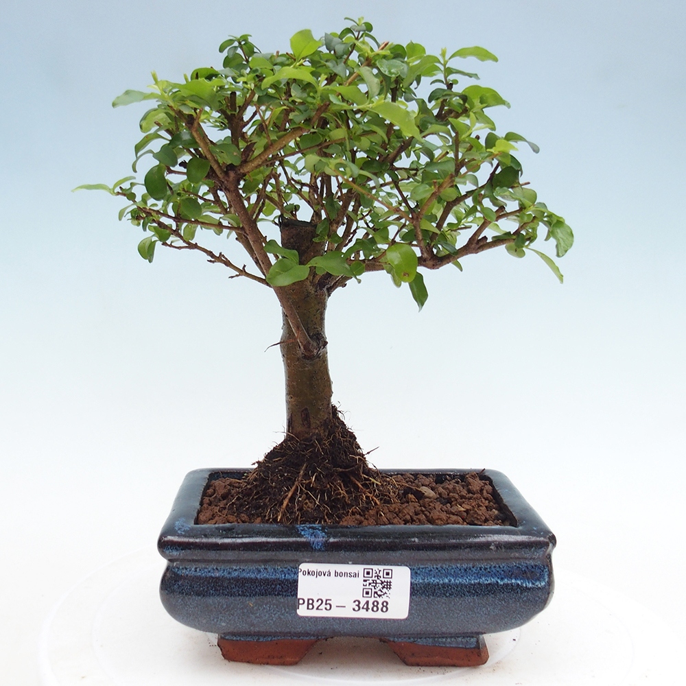 Room bonsai -Ligustrum chinensis - Birds Beak
