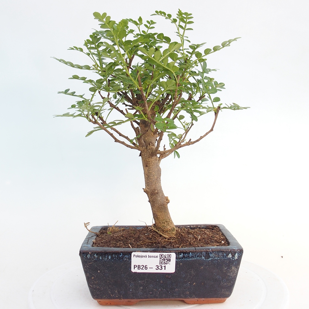 Room bonsai - Zantoxylum piperitum - pepper tree