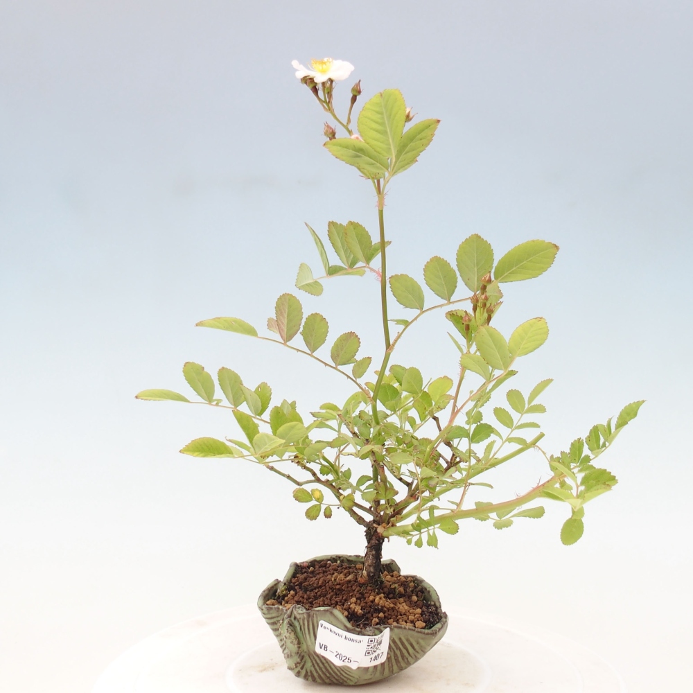 Outdoor bonsai - Rosa sp. - small-flowered rose