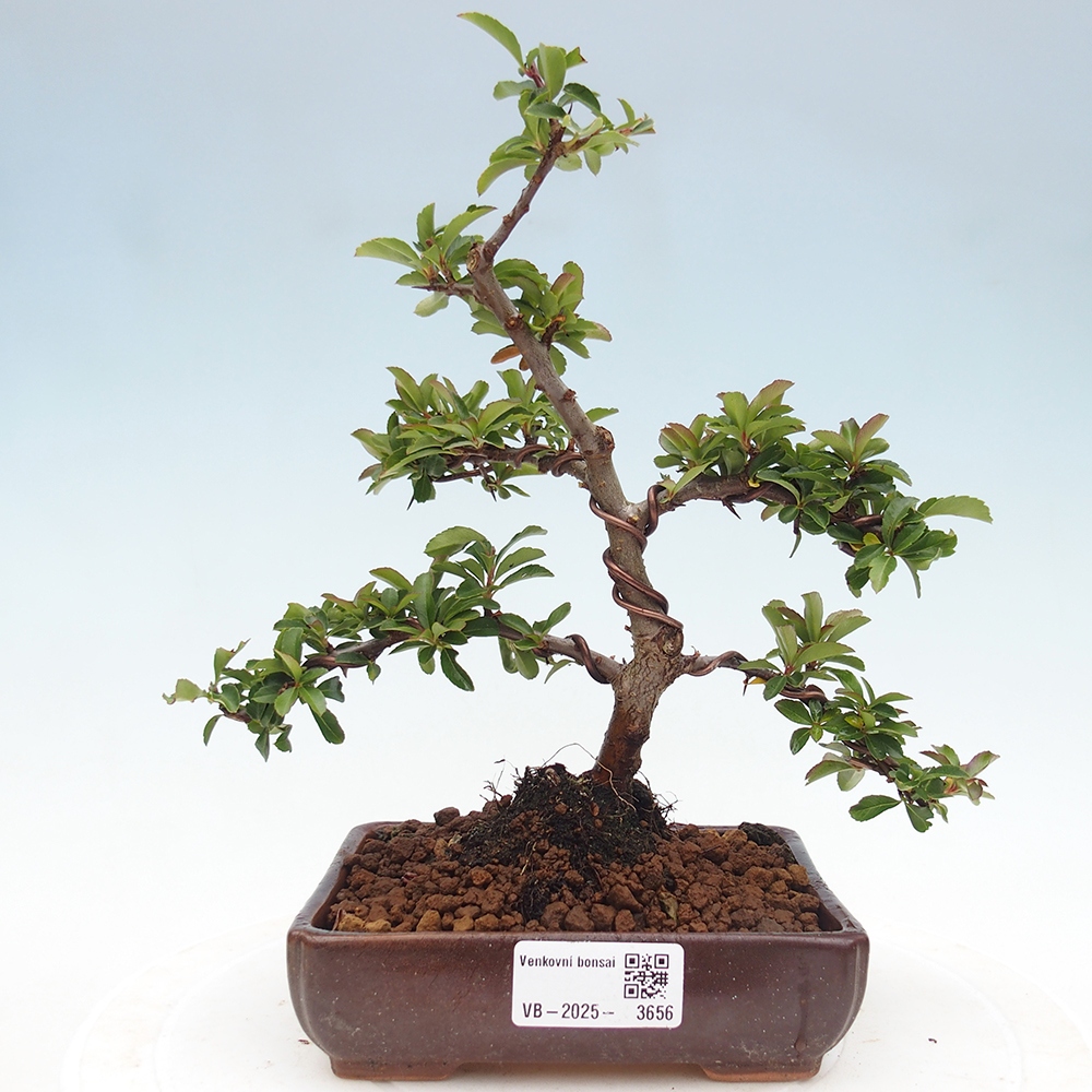 Outdoor bonsai-Pyracantha Teton -Hlox