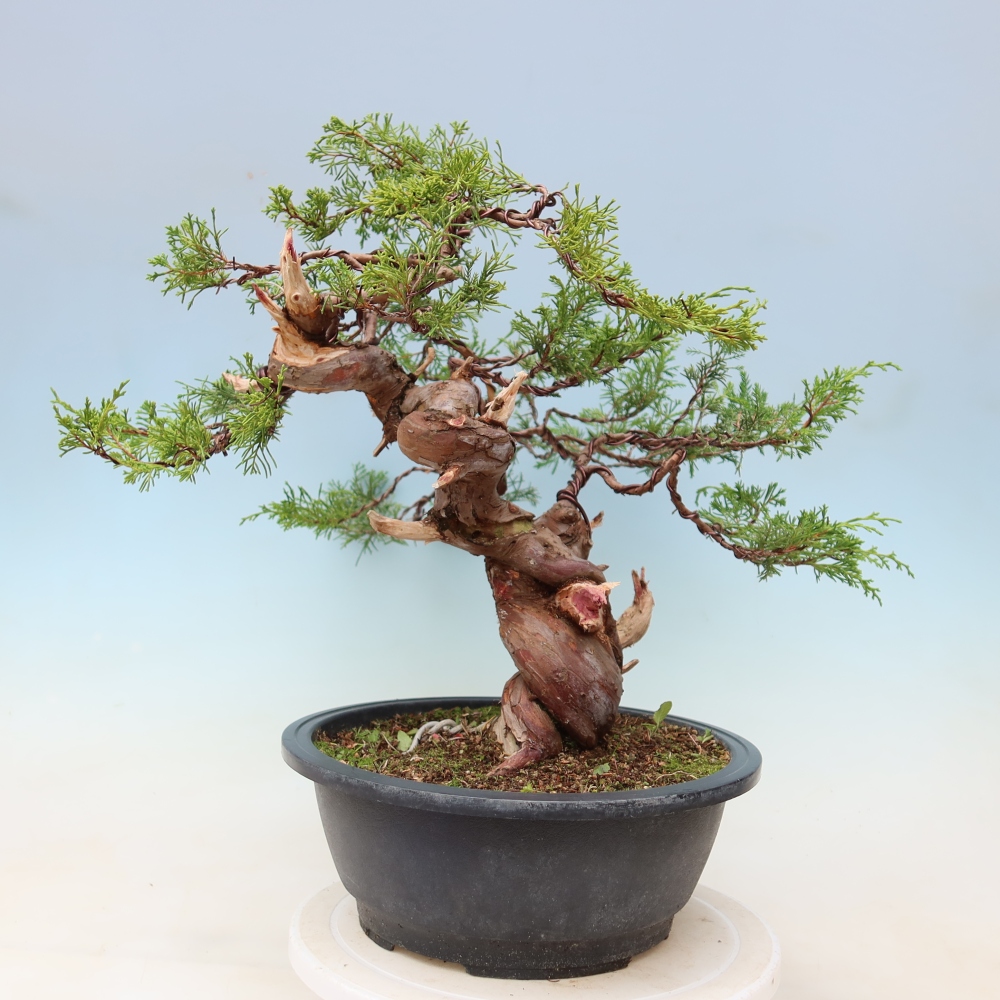 Outdoor Bonsai - Juniperus chinensis Itoigawa - Chinese Juniper