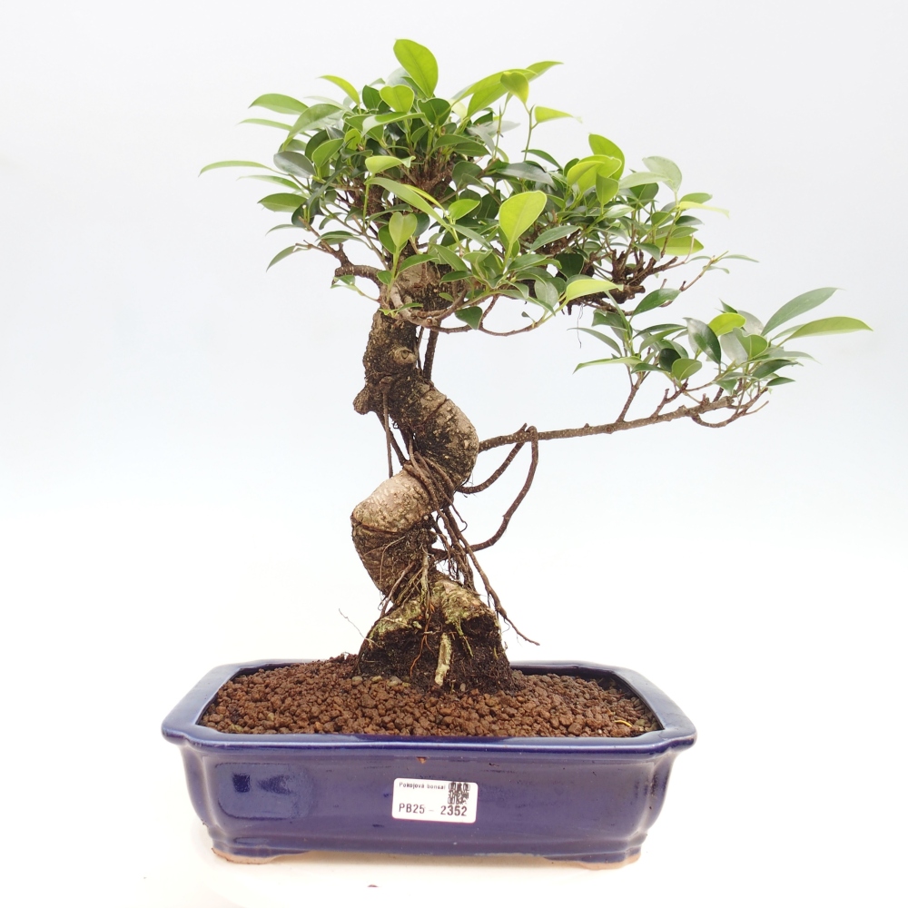 Indoor bonsai - Ficus kimmen - small-leaved ficus