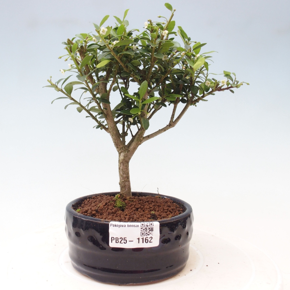 Indoor bonsai - Ilex crenata - Holly