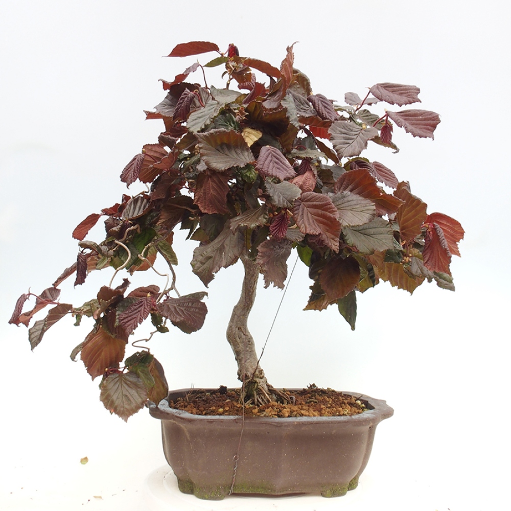 Outdoor bonsai - Corylus Avellana Red Majestic - Common hazel