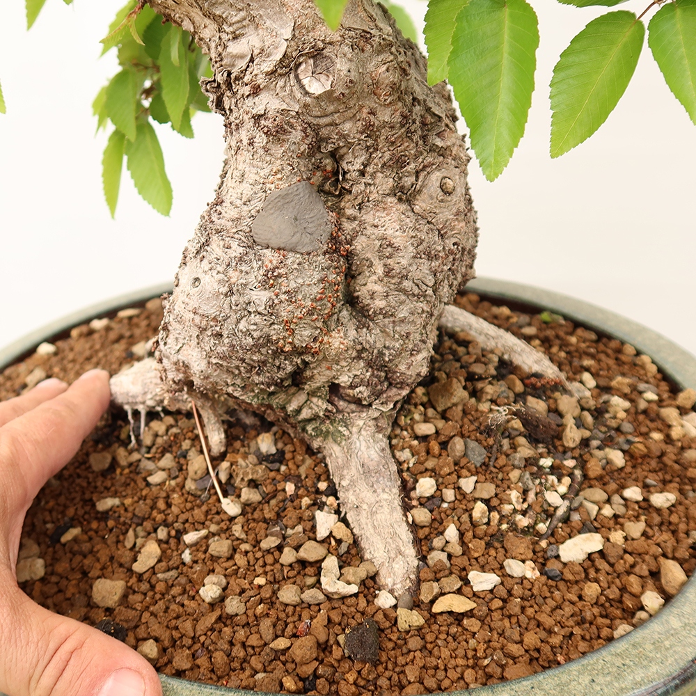 Outdoor bonsai - Carpinus Coreana - Korean hornbeam