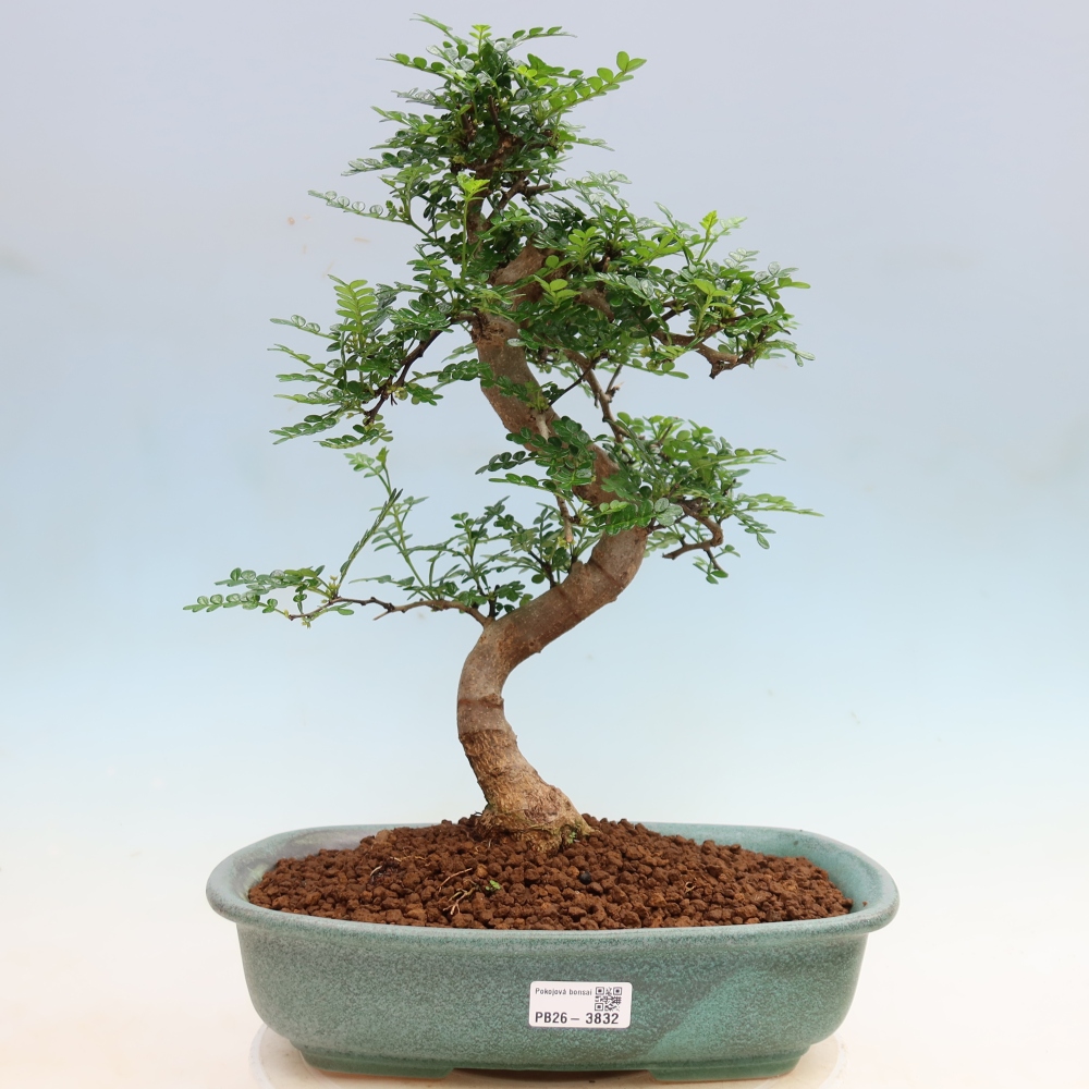 Room bonsai - Zantoxylum piperitum - pepper tree