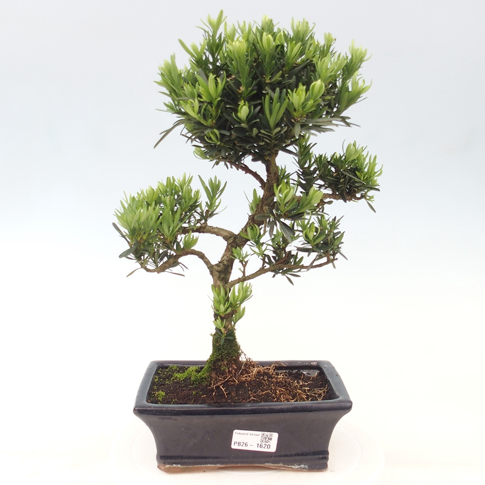 Room bonsai - Podocarpus - Stone Yew