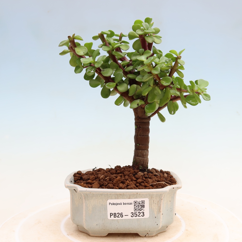 Room bonsai - Portulakaria Afra - Tlustice