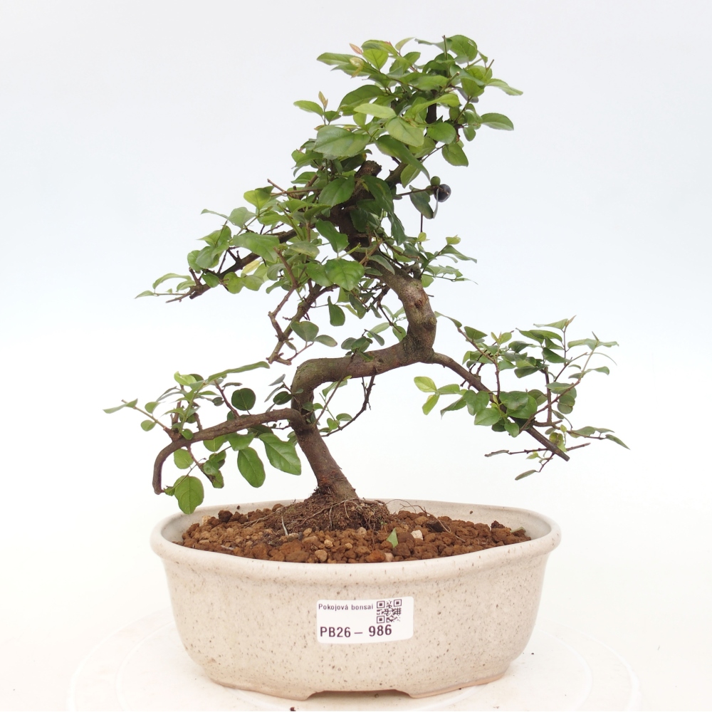 Room bonsai - Sageretia thea - Sageretia thea