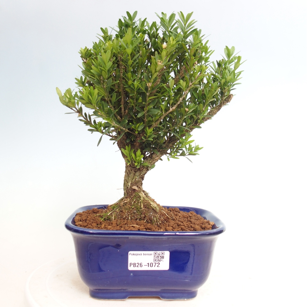 Room bonsai - Buxus harlandii - cork buxus