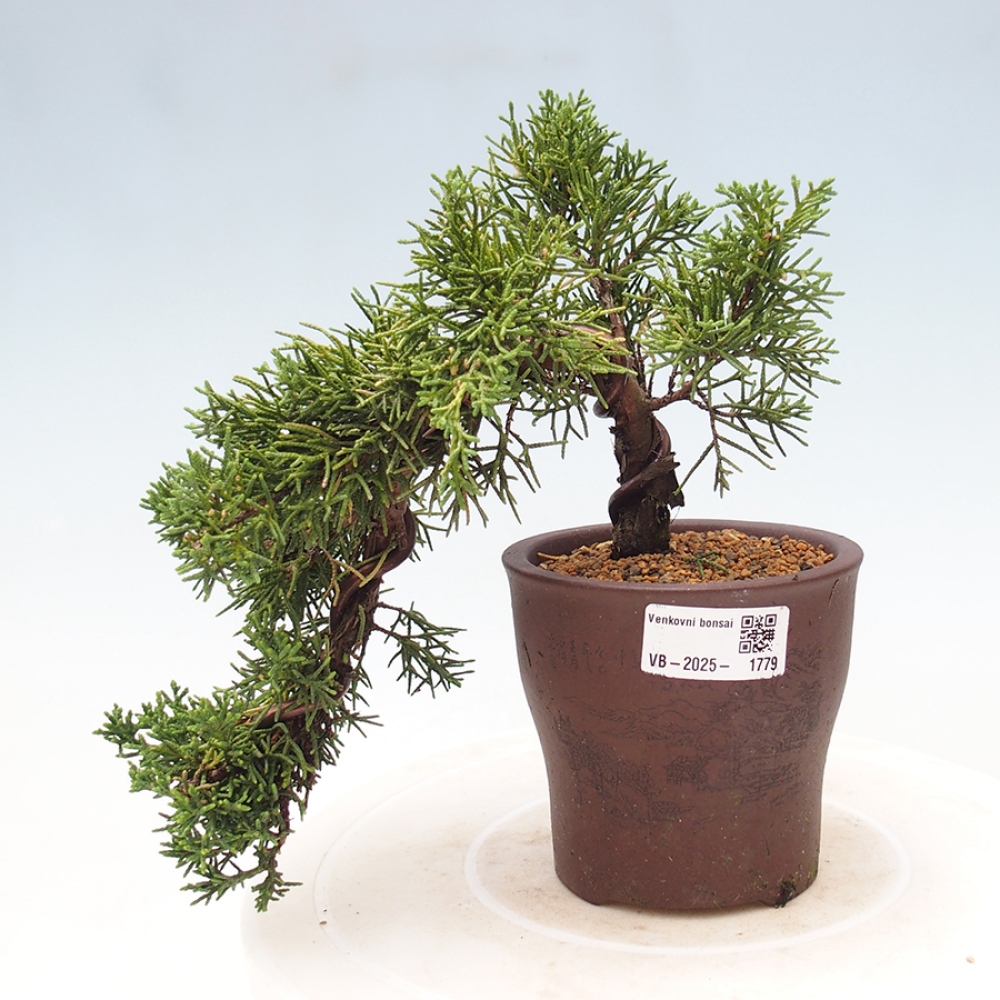 Outdoor bonsai - Juniperus chinensis Kishu - Chinese Juniper