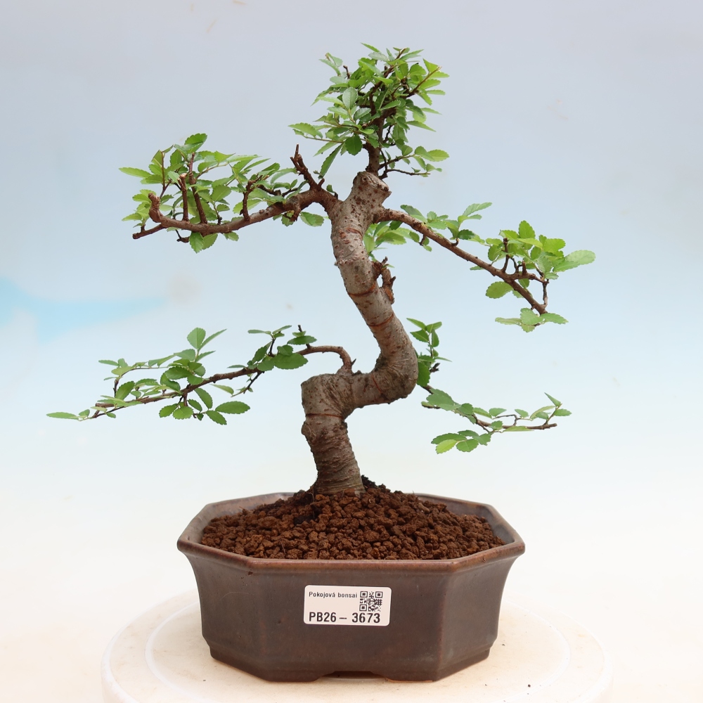 Room bonsai - Ulmus parvifolia - Small-leaved elm
