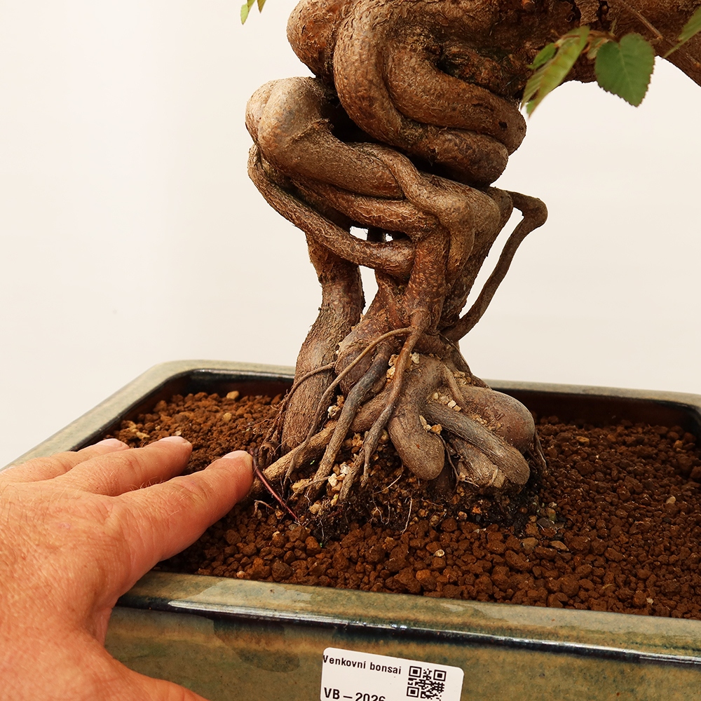 Outdoor bonsai - Carpinus Coreana - Korean hornbeam