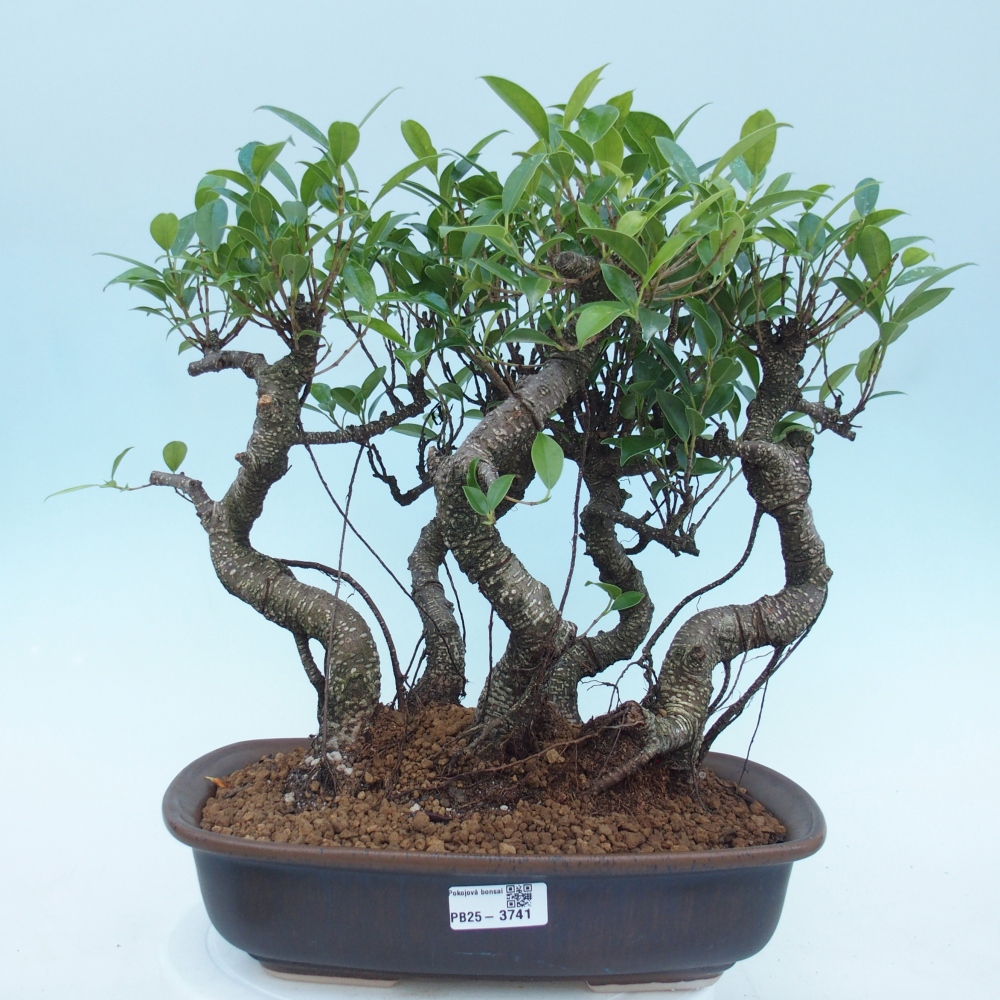 Room bonsai - Ficus kimmen - small-leaved ficus
