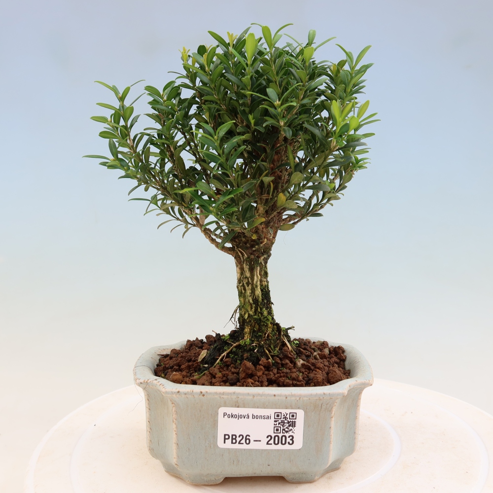 Room bonsai - Buxus harlandii - cork buxus