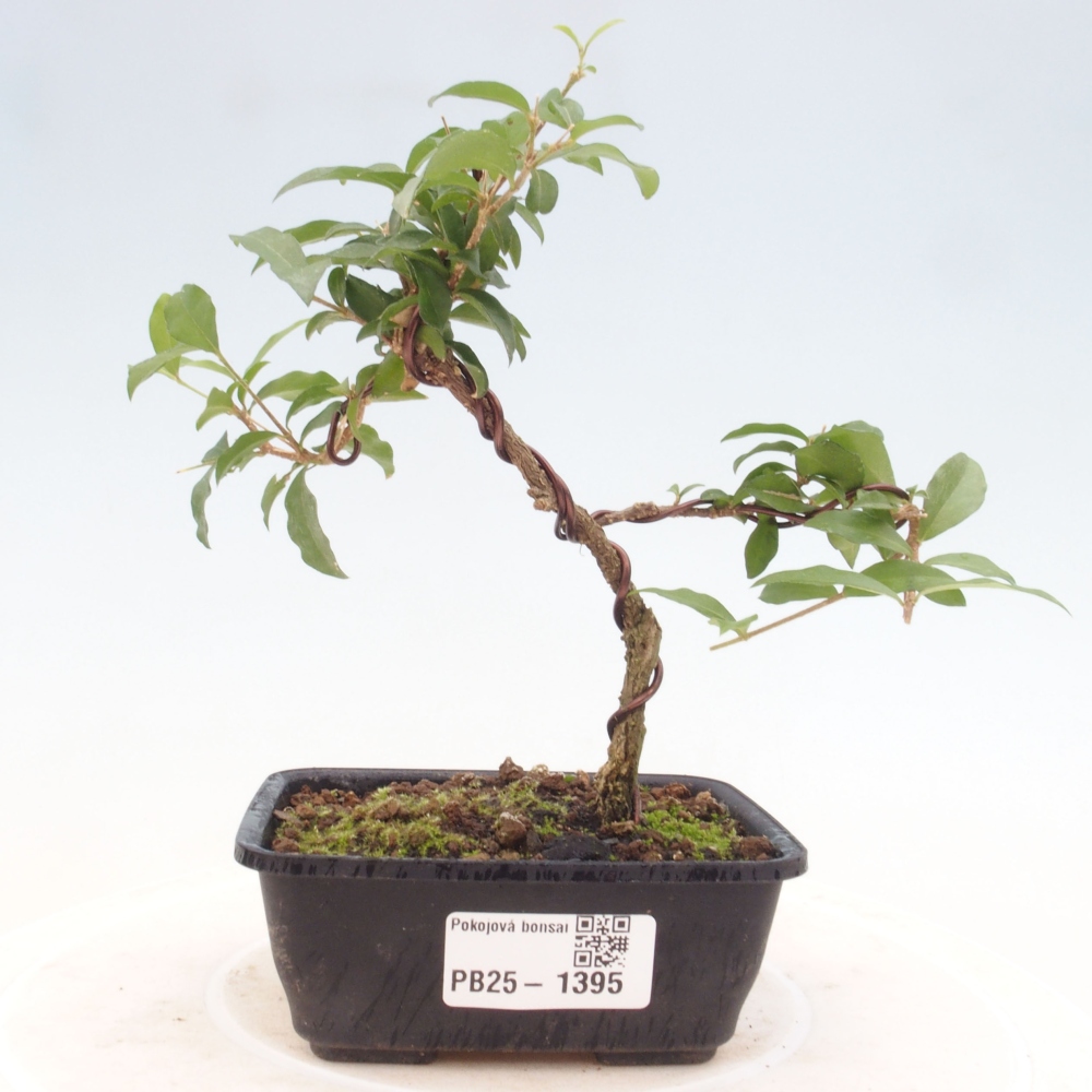 Room bonsai - Malpighia coccigera- Barbdorian cherry