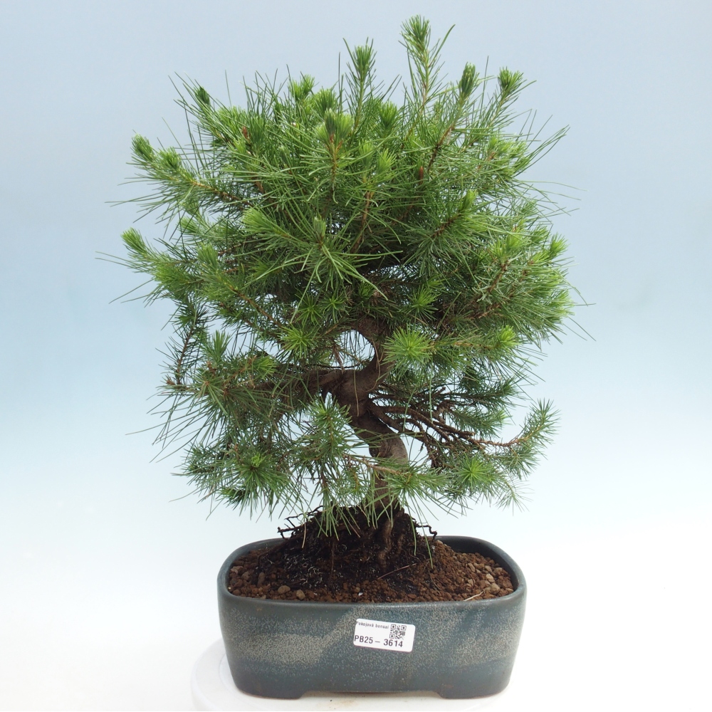 Room bonsai-Pinus halepensis-Pine of Aleppo