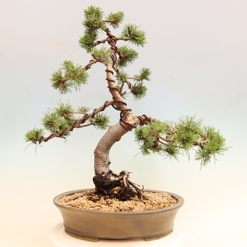 Outdoor Bonsai - Pinus mugo Humpy  - Mountain Pine
