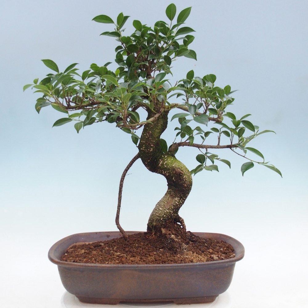 Room bonsai - Ficus retusa - small-leaved ficus