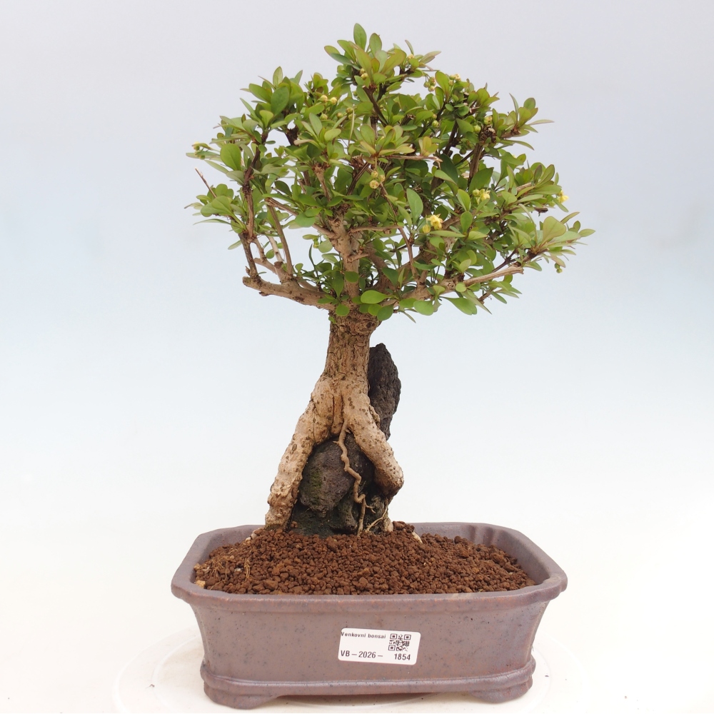 Outdoor bonsai - Berberis coreana