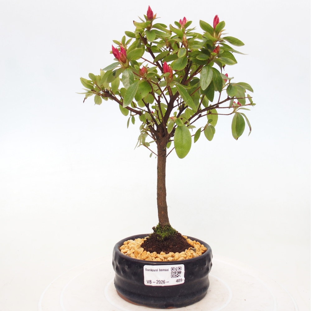 Outdoor bonsai - Japanese azalea - Azalea sp.