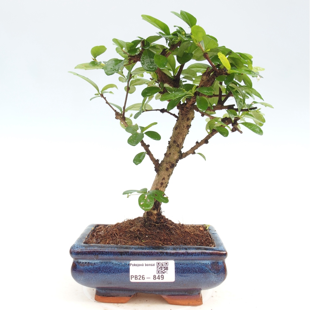 Room bonsai - Carmona macrophylla - Tea fuki